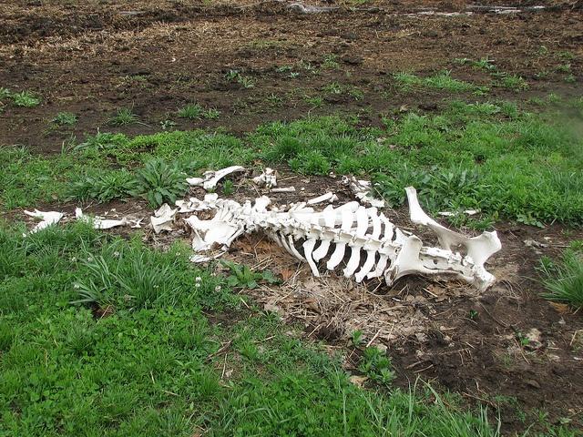 Researchers-in-Ethiopia-have-created-a-rich-fertlizer-out-of-cattle-and-other-bones.jpg