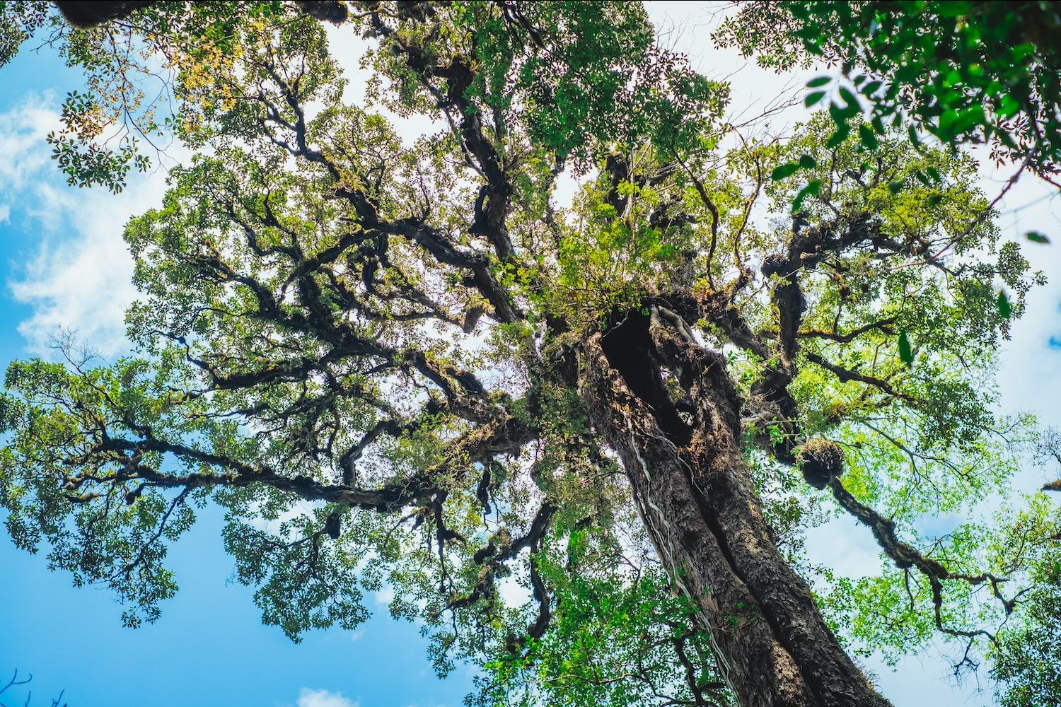  A tree from below — SBTi