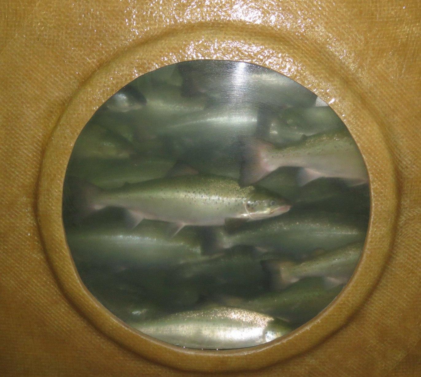 Salmon-in-tank.jpg