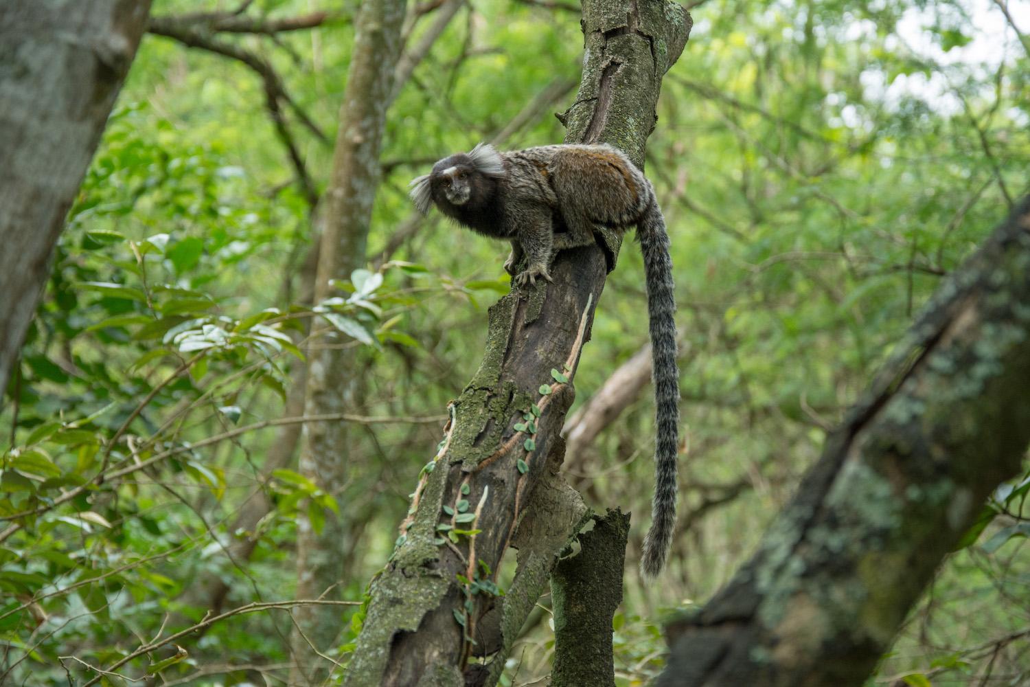 Saving Neglected Forests - Marmoset in the Atlantic Forest