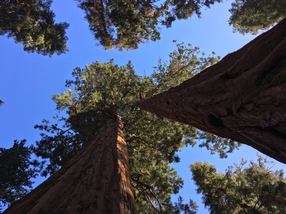 Sequoia-National-Park-in-Californias-Sierras.jpg