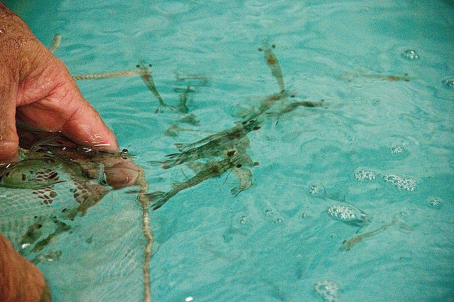 Shrimp-cultivation-at-Eco-Shrimp-Garden-in-Newburgh-NY.jpg