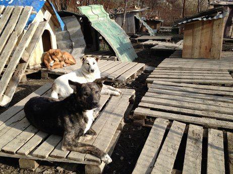 Sochi-Dog-Shelter-0214.jpg
