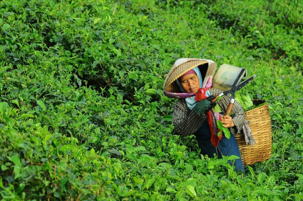Tea-lady.jpg