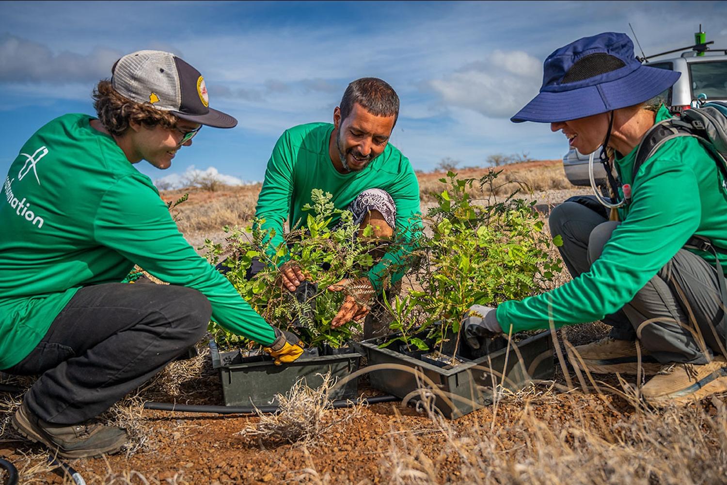 Terraformation team members prepare tree saplings for planting during a reforestation project.