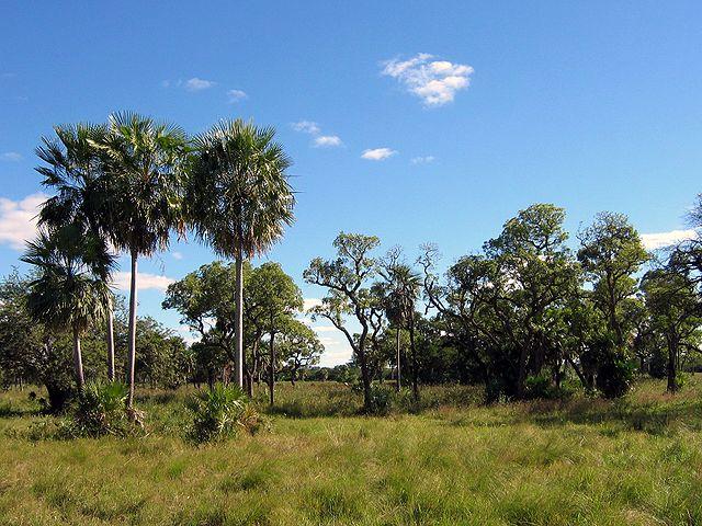 The-Gran-Chaco-in-Paraguay-is-disappearing-as-more-forest-is-cleared-to-raise-cattle.jpg
