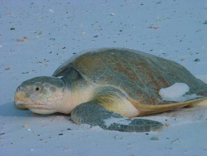 The-engendered-Kemps-ridley-sea-turtle-one-species-protected-by-the-new-Atlantic-ocean-monument.jpg