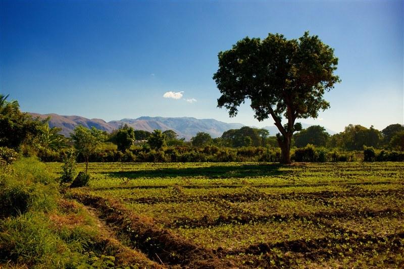 Timberland-tree-nurseries.jpg