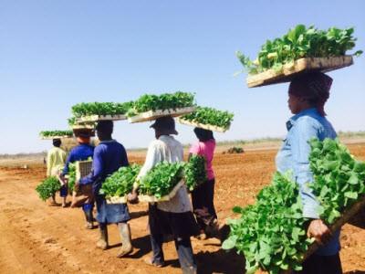 Tobacco-could-have-a-future-as-a-jet-fuel-feedstock.jpg