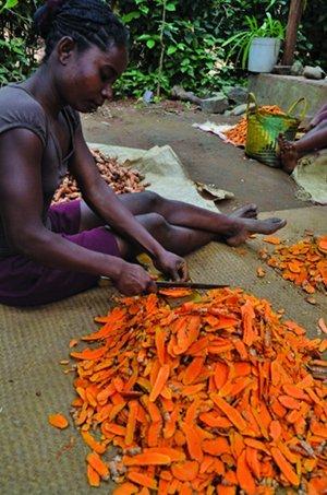 Turmeric-Farm-Zoomout.jpg