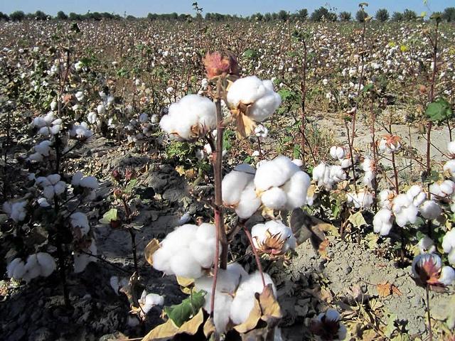 Uzbek-cotton.jpg