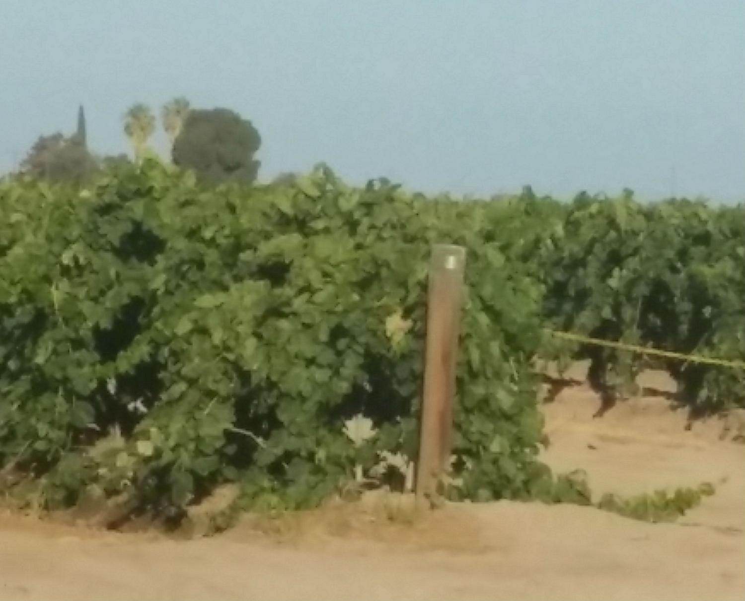 Vineyard.jpg