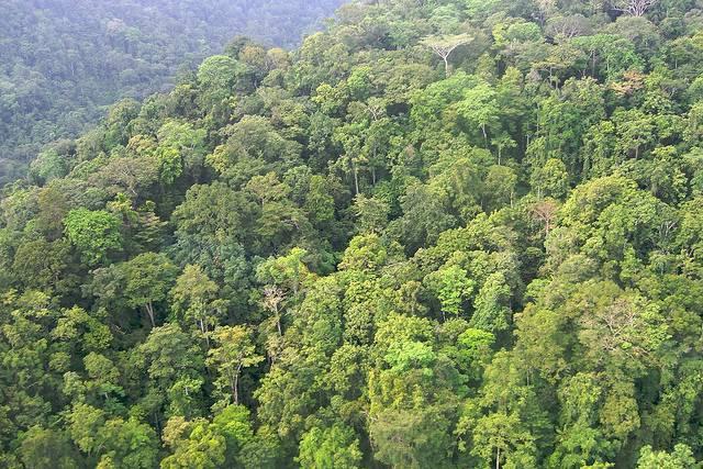 Virgin-rainforest-in-Kwerba-Papua-Indonesia.jpg