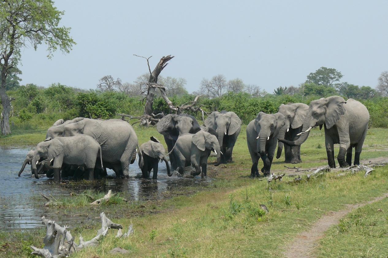 An African elephant herd drinking water — elephant conservation