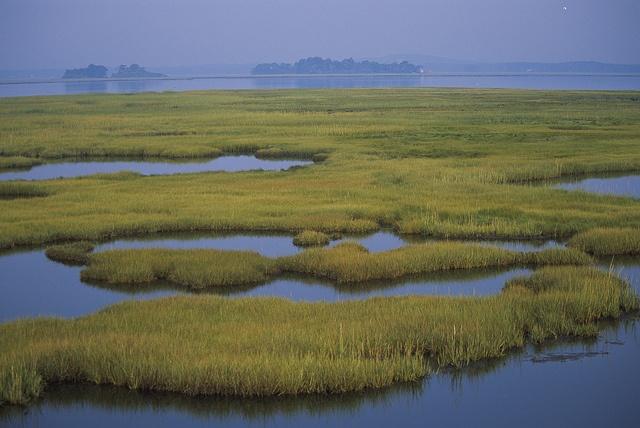Wetlands.jpg