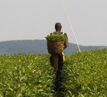 africa-ag-post.jpg