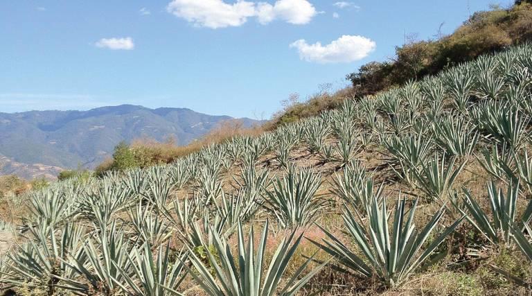 agave-plants.jpg