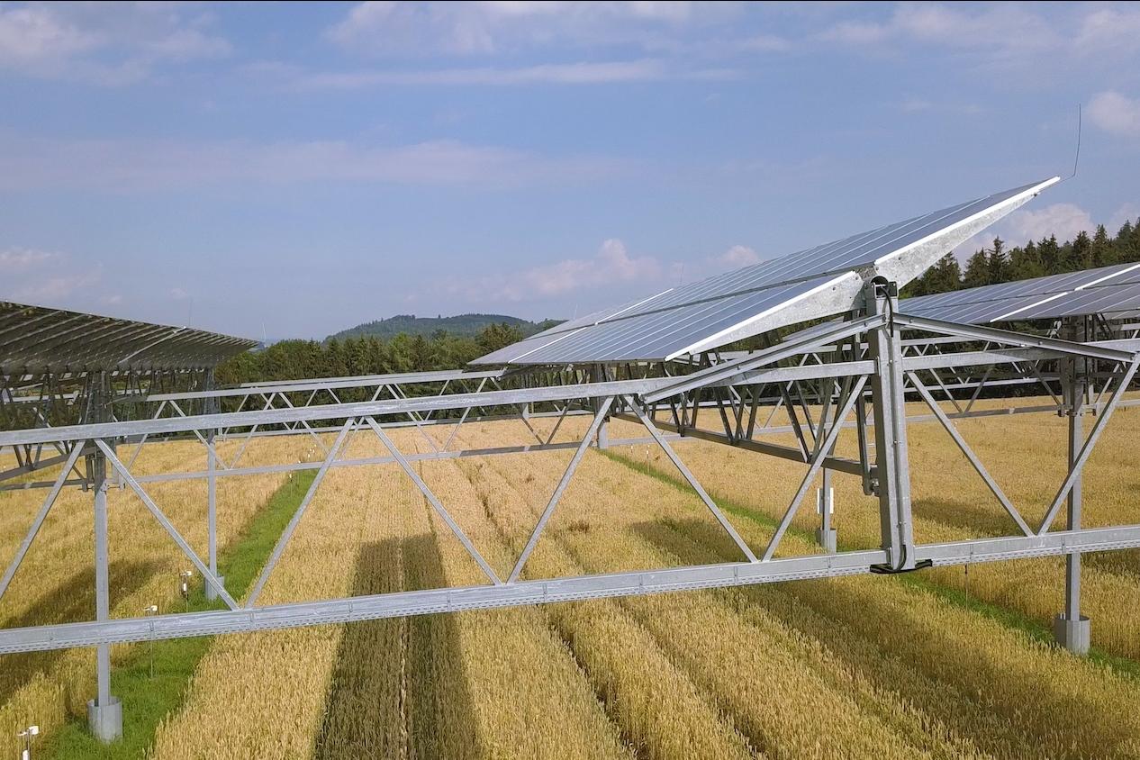 Crops growing under solar panels, a practice known as agrivoltaics. 