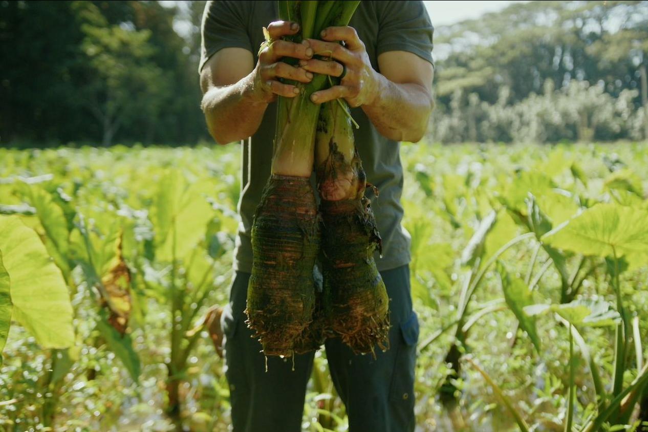 A farmer holds up two taro plants freshly pulled from a field in Hawai'i.
