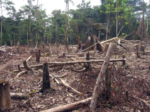 amazon_climate_change_mattzimmerman_2.jpg