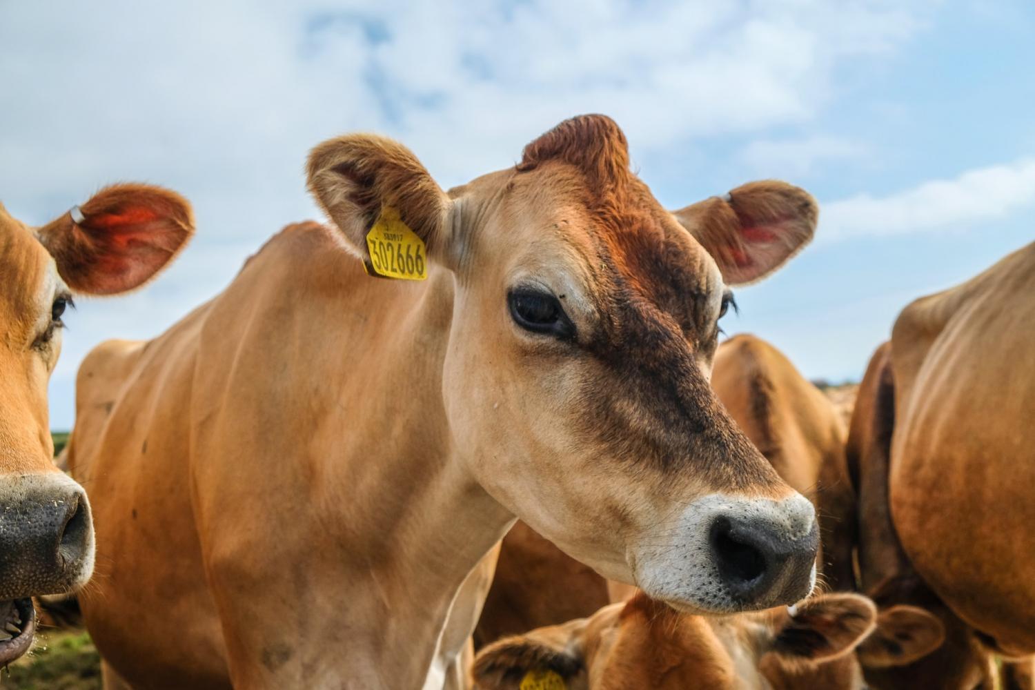Animal Protein