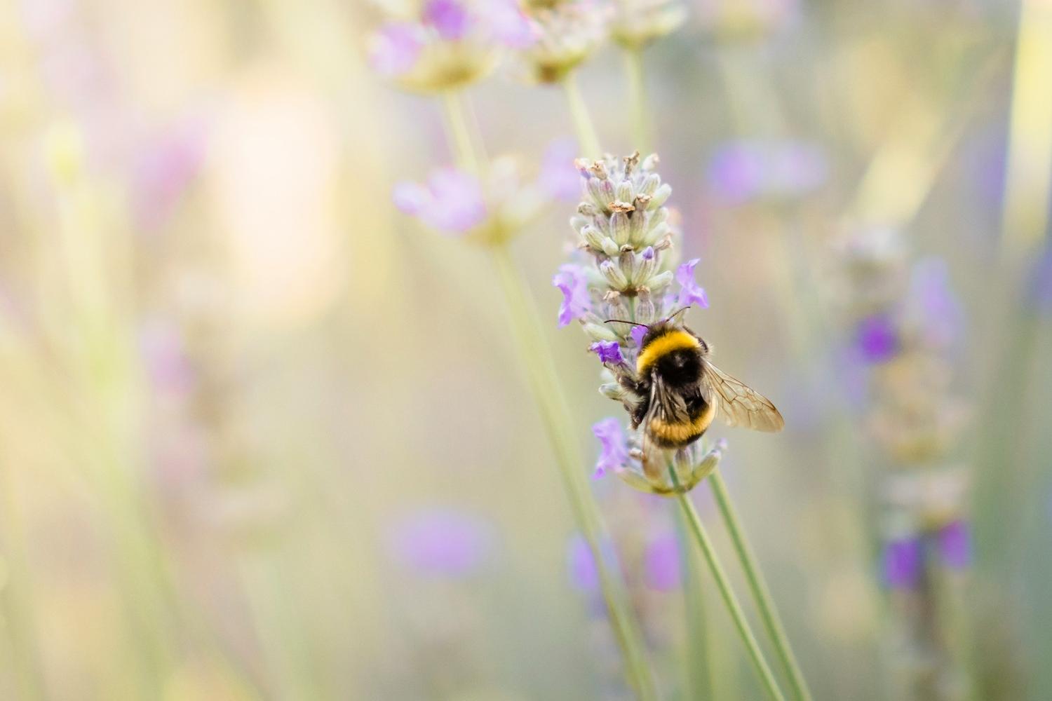 A bumblebee sits on a purple flower — protecting bees