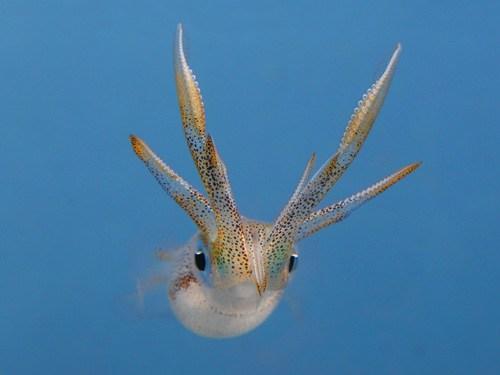 big-fin-reef-squid.jpg