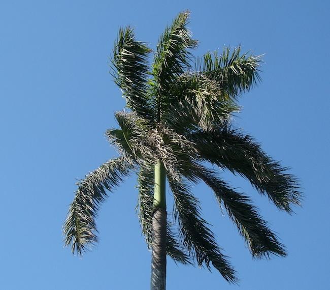 biomimicry-inspires-wind-turbine.jpg