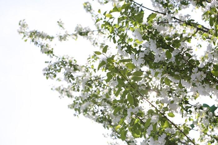 blossom.jpg