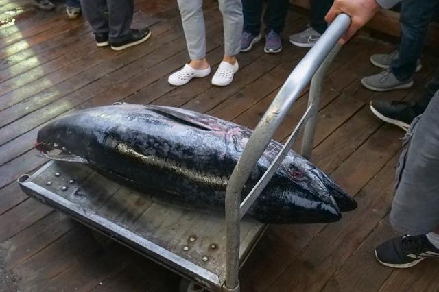 Bluefin Tuna