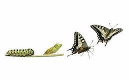 butterfly1.jpg
