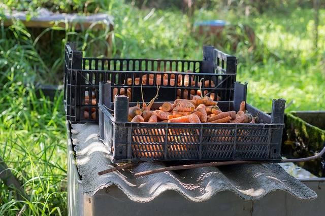 carrot-1705177_640.jpg
