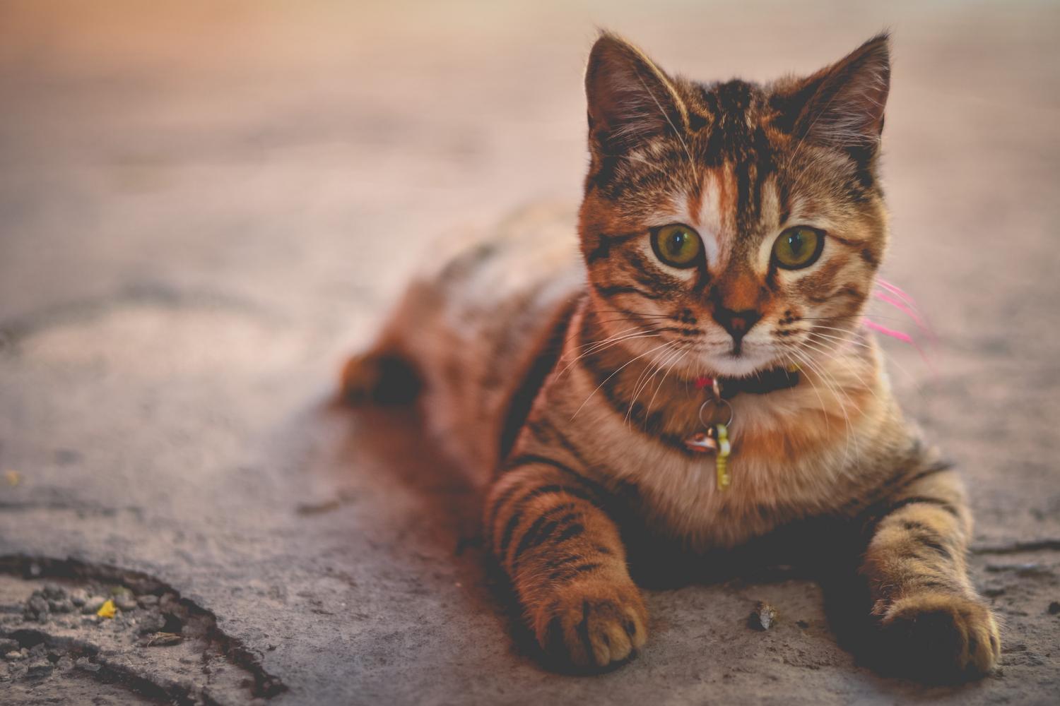 cat