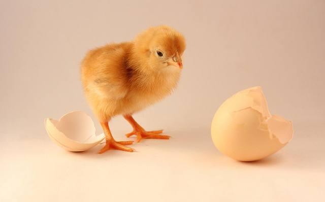 chicken-egg-circular-economy.jpg