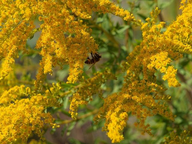 climate_change_bees_pesticides_michael_gil.jpg