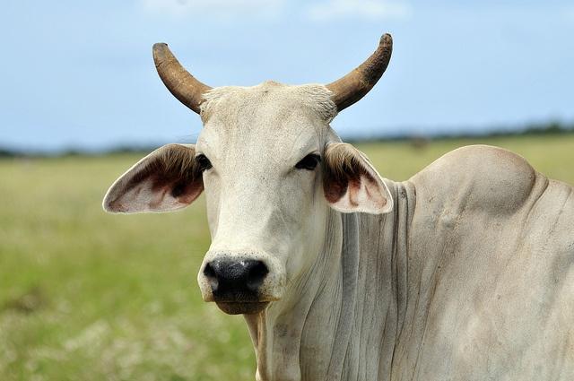 colombia-beef.jpg