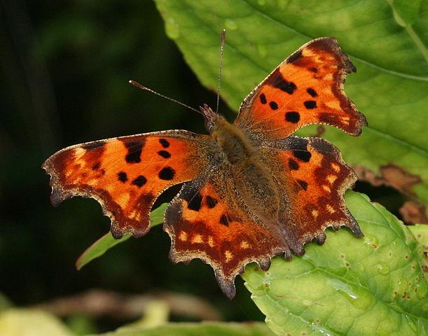 comma_butterfly_PMatthews1231.jpg