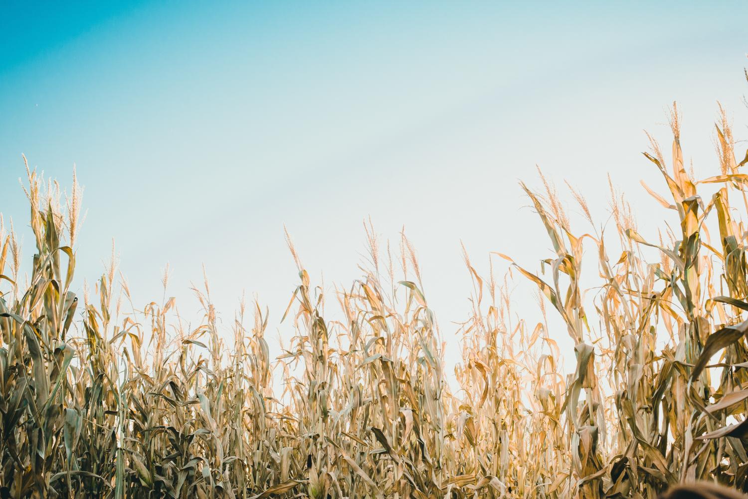 Americans are probably more familiar with genetically modified crops and foods than they realize, yet biotech companies have a long road ahead to overcome consumers' skepticism of this technology.