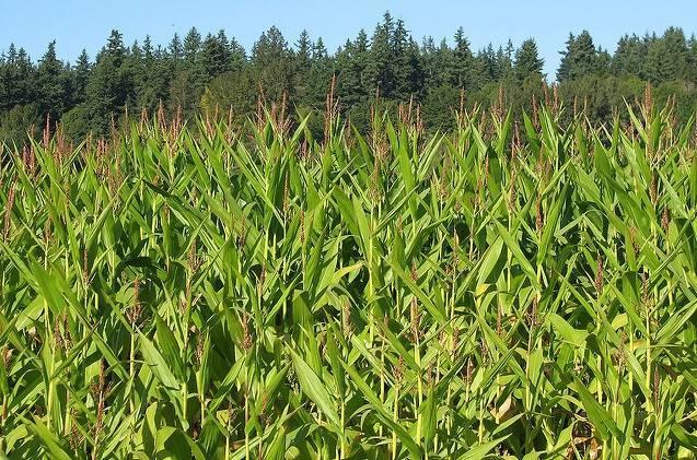 corn2JJ.jpg