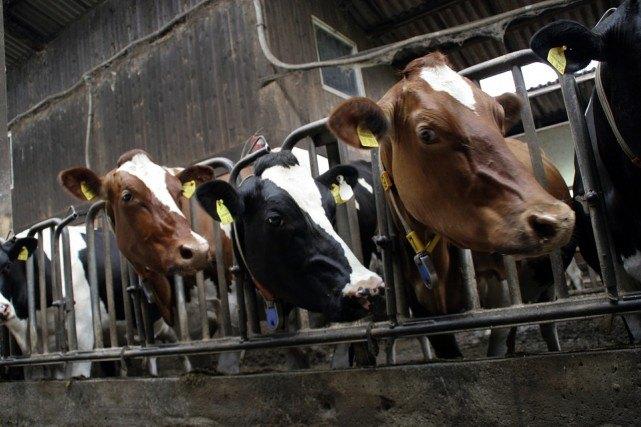 cows-552947_1280-e1444760729380.jpg