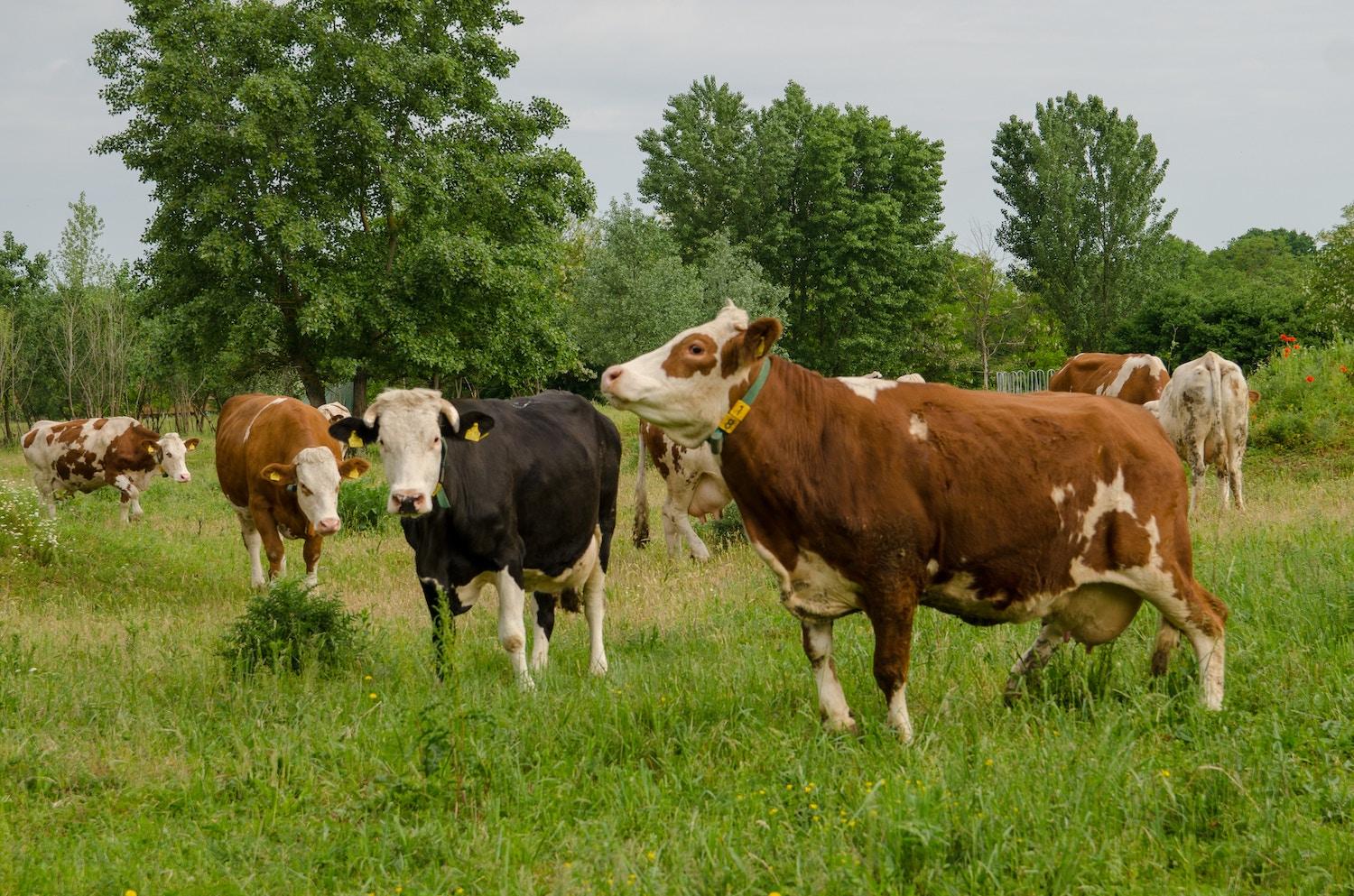 dairy farm