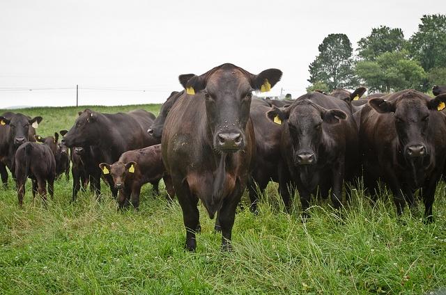 cows_no_kill_ecology_USDA.jpg