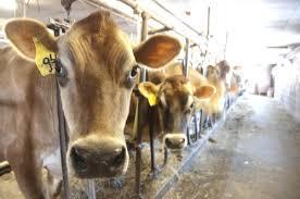 dairy.jpeg