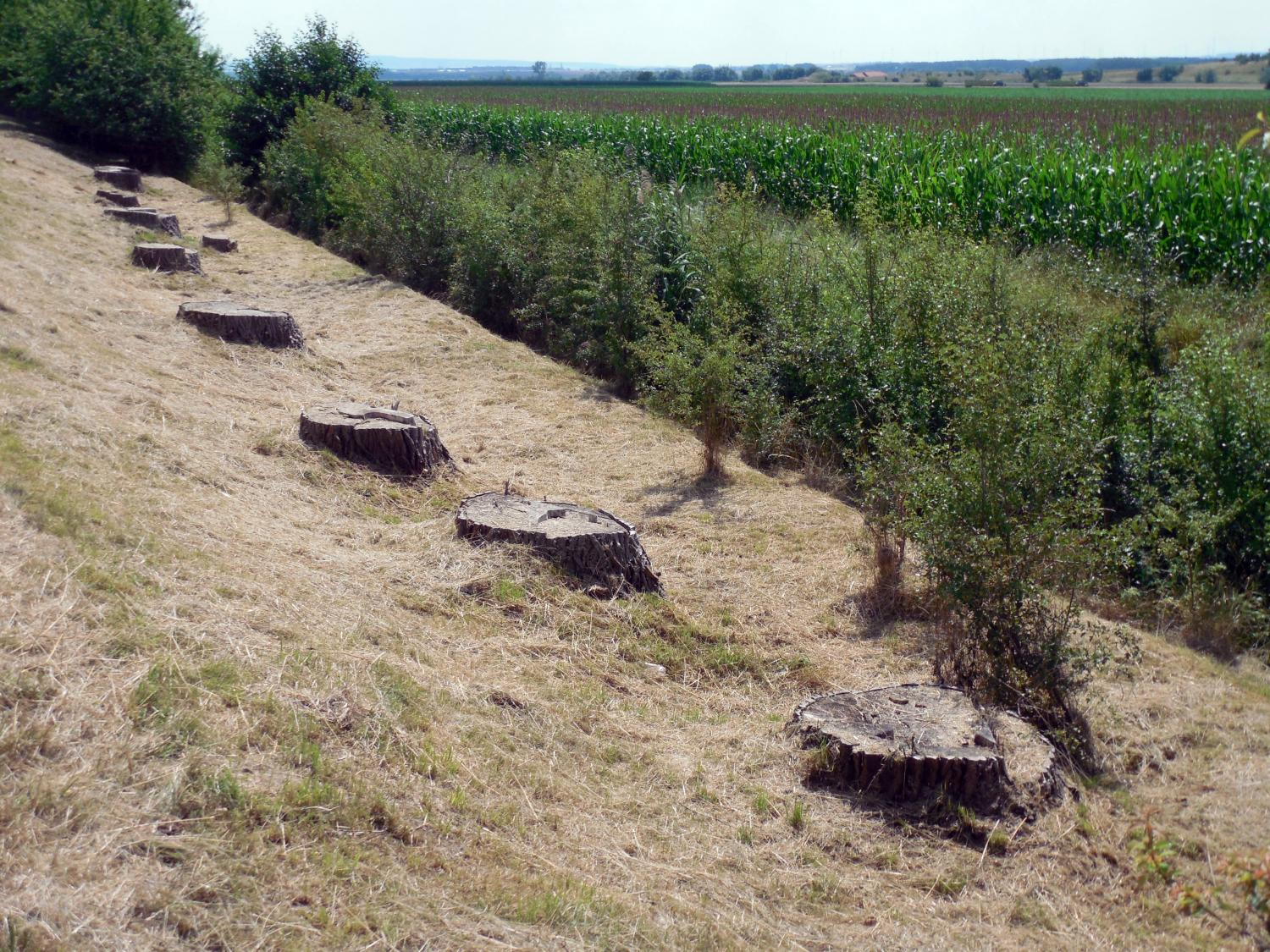 Deforestation