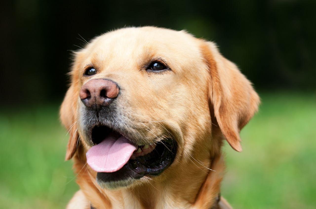 dog-1194077_1280.jpg
