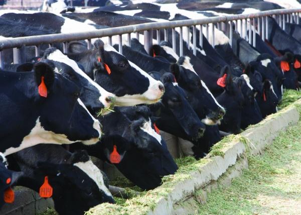 drug_bill_cows_california_USDA_resize.jpg