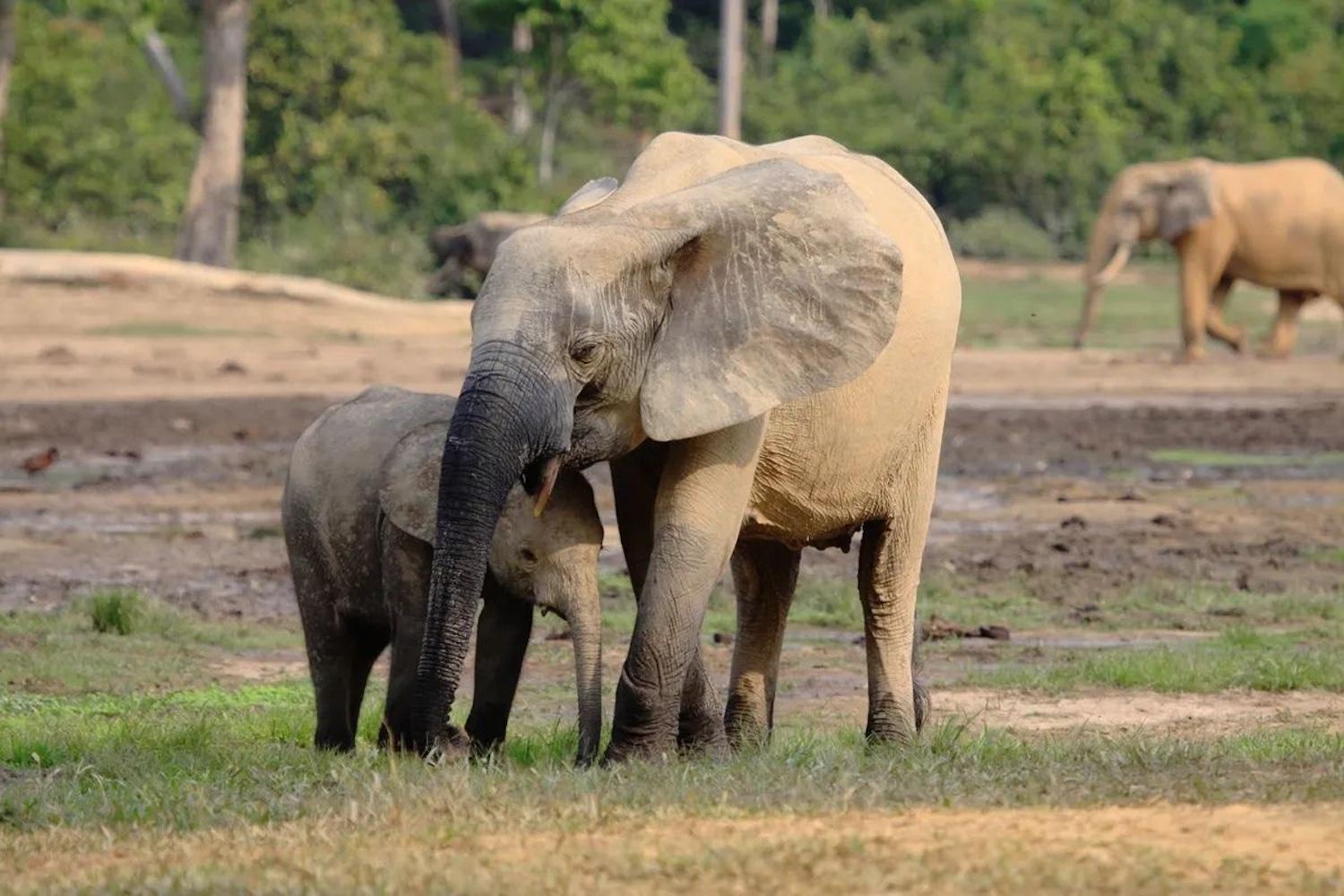 An African forest elephant mother stands over a calf — elephant conservation