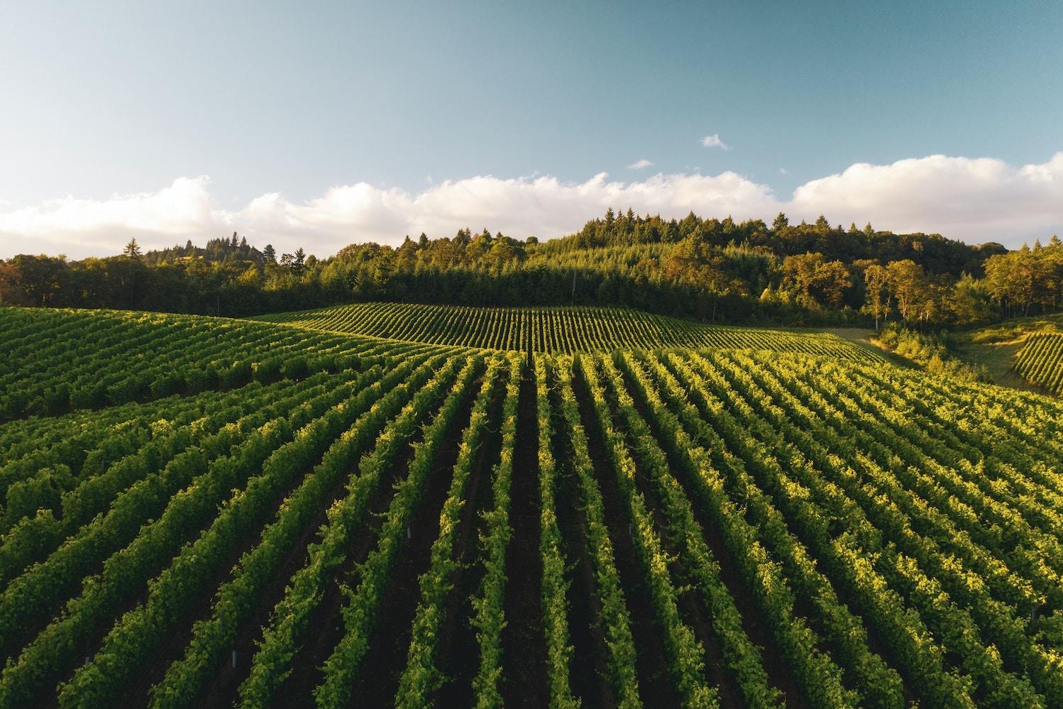 farm with rows of crops on sunny day - reducing nitrogen fertilizers in agriculture