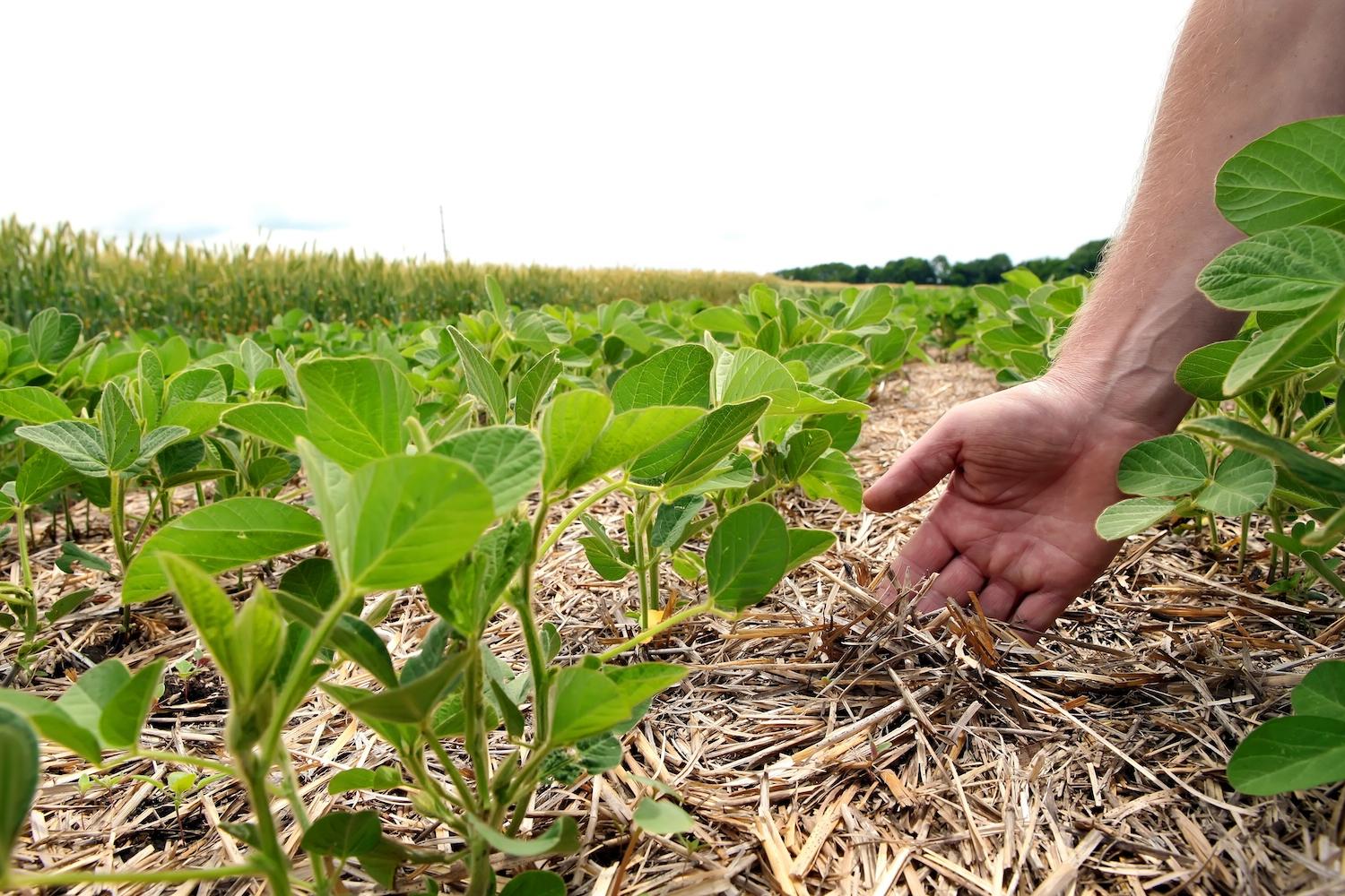 farmers hand checking soil and crops — regenerative agriculture — farming — crops in field