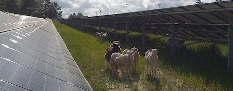 federal_funding_goes_rural_solar_renewable_energy_projects_1_635466571546819000.jpg